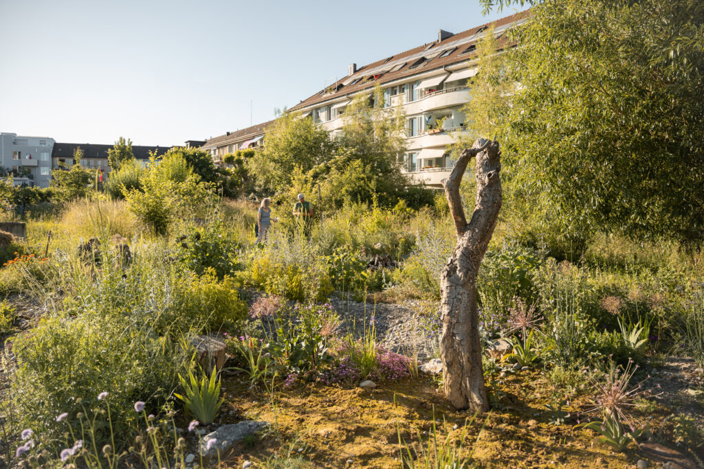 Direkt neben dem Gemüsegarten hat der Verein ein Wildbienenparadies angelegt mit Sandflächen, Totholz und einer Vielfalt einheimischer Pflanzenarten.
© Stefanie Würsch

