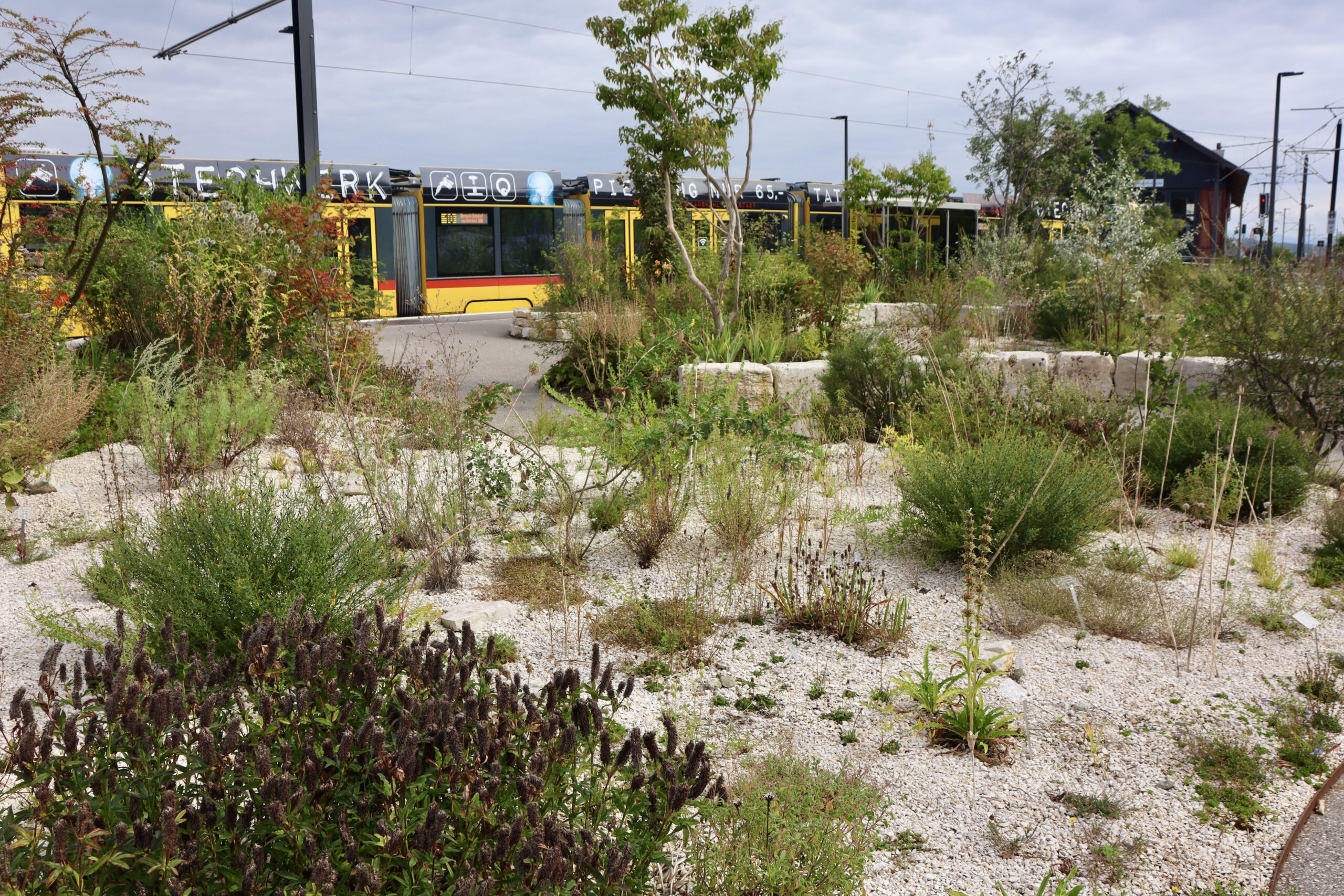 A01_06_5-Trockenstandort