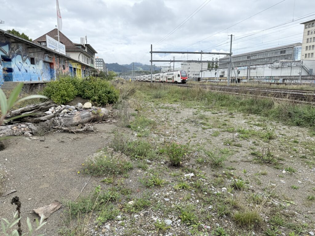 Eine biodiverse Brachfläche entlang den Geleisen. Der Binding Preis für Biodiversität 2026 will Projekte auszeichnen, die derartige Flächen bewusst gestaltet und bei Infrastrukturbauten mitbeachtet haben.